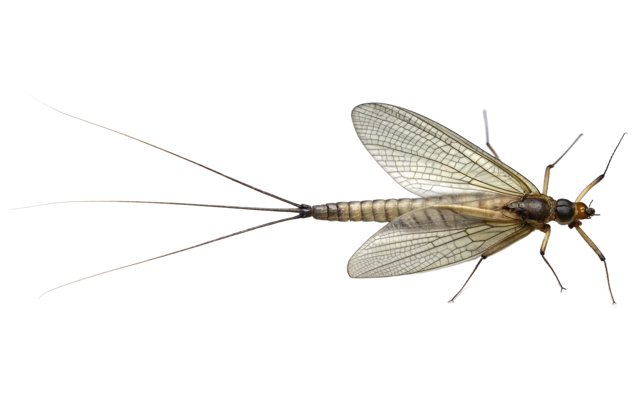 mayflies