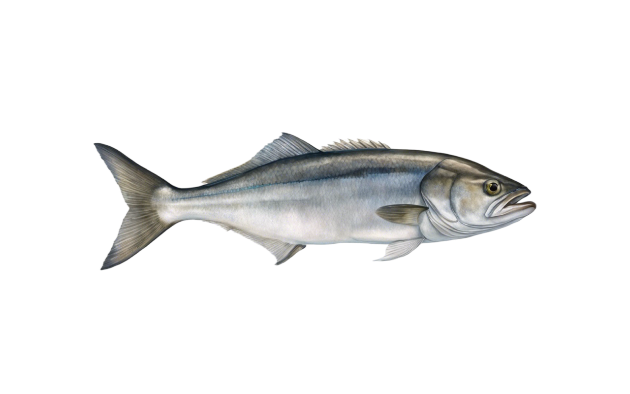 bluefish