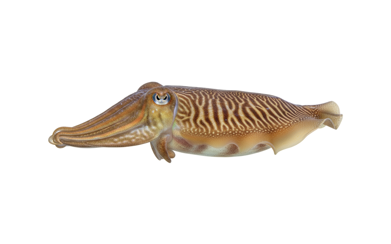 cuttlefish