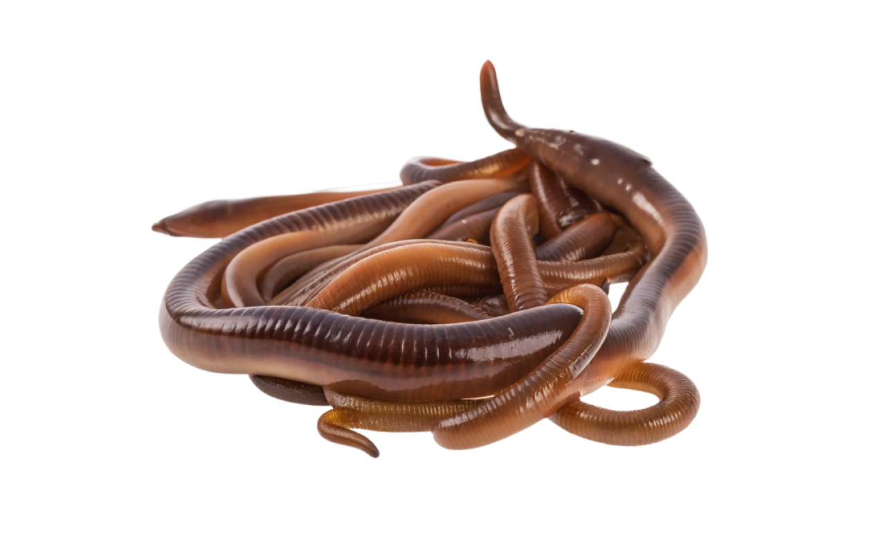 earthworms