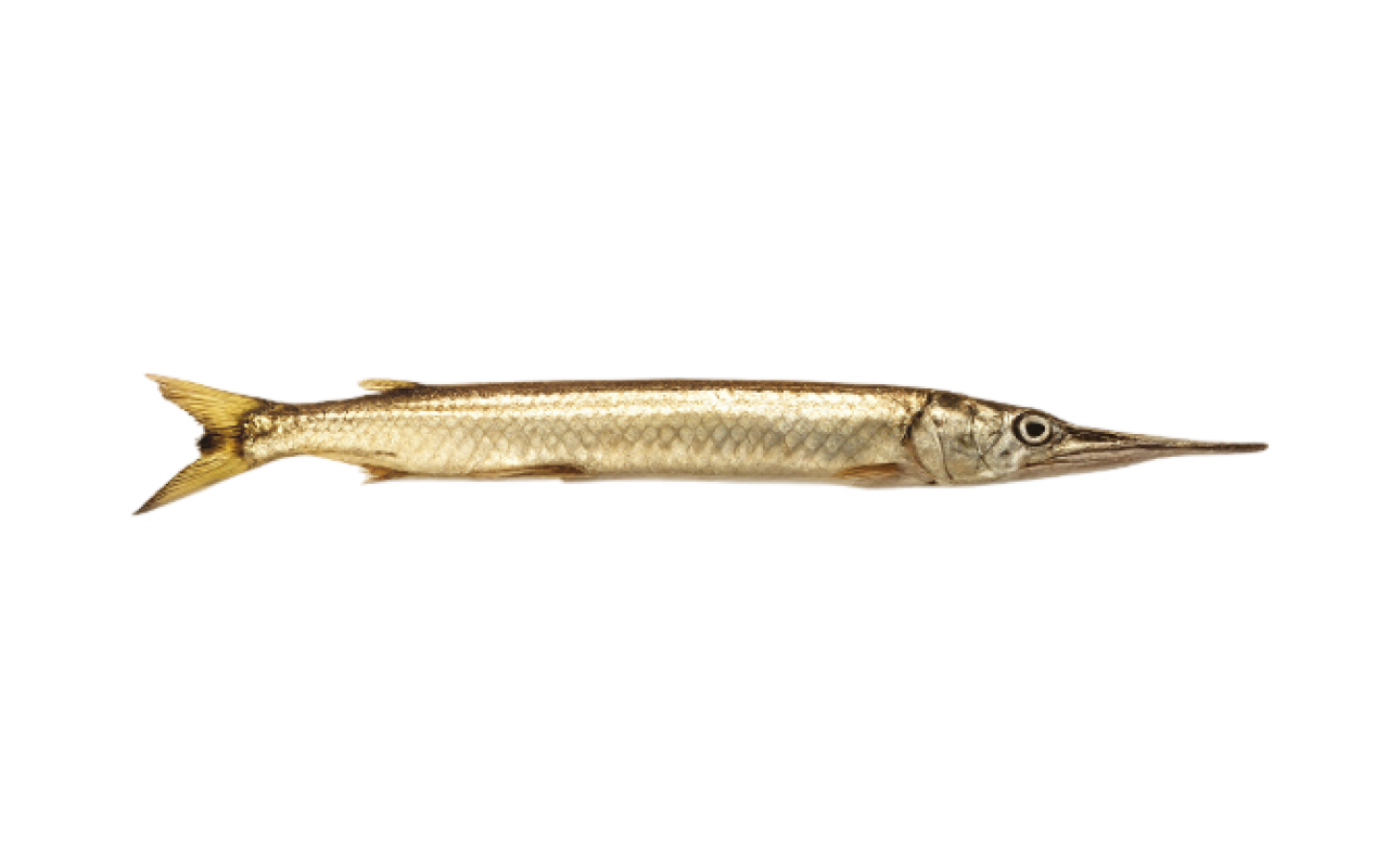 garfish