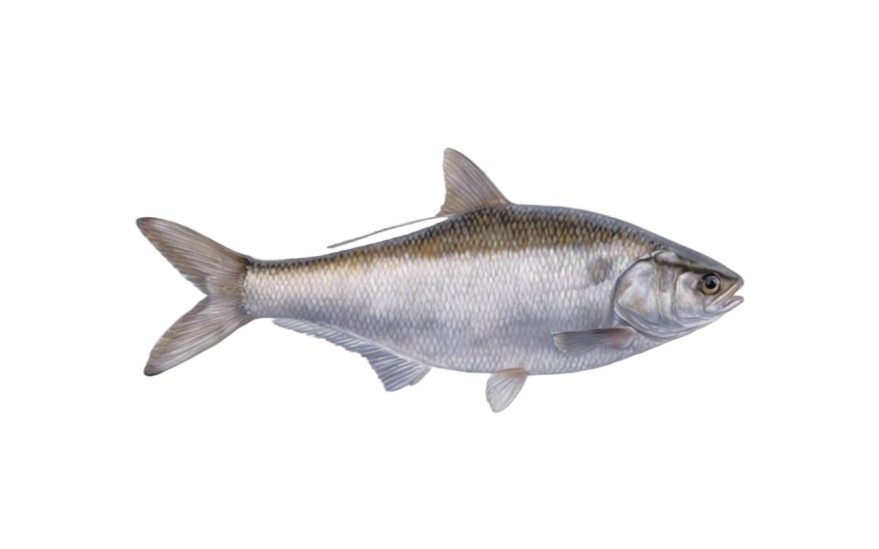 gizzard shad