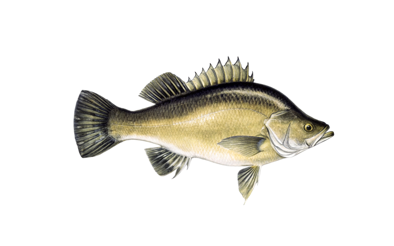 golden perch