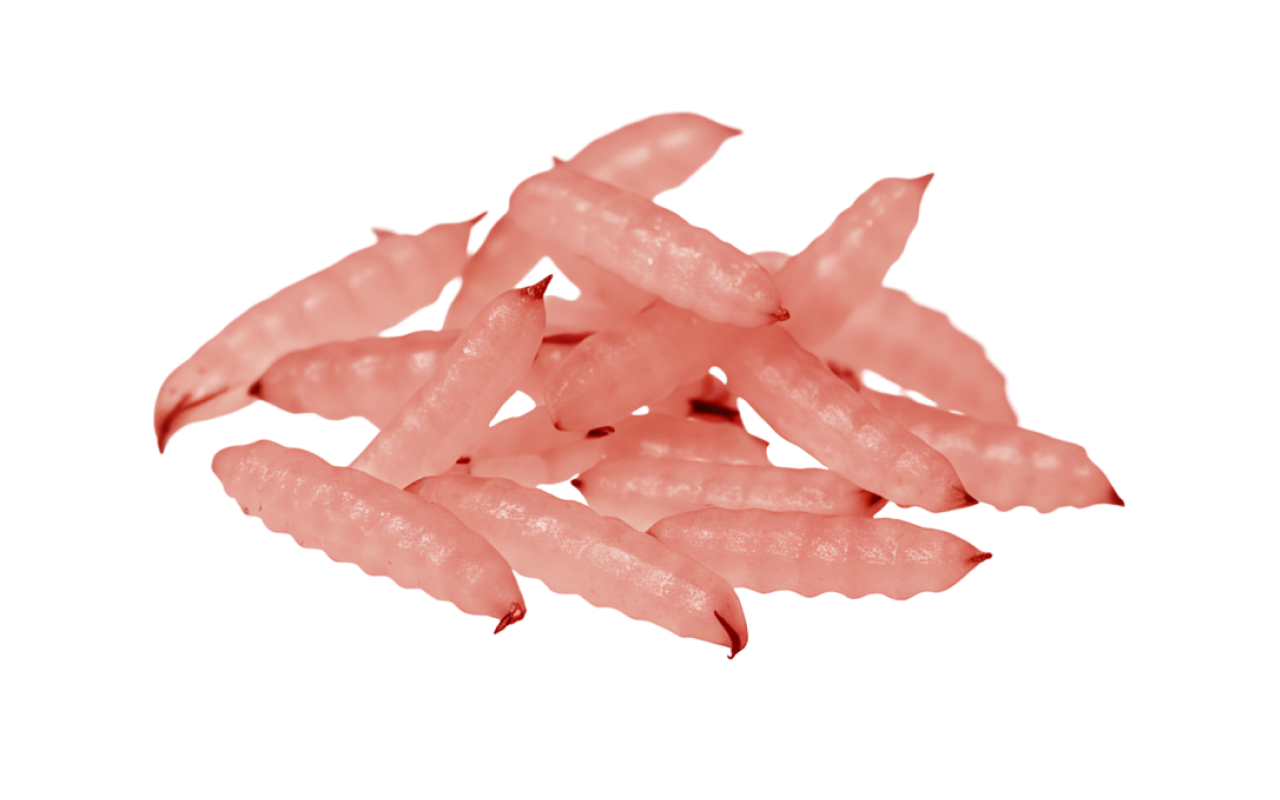red maggots