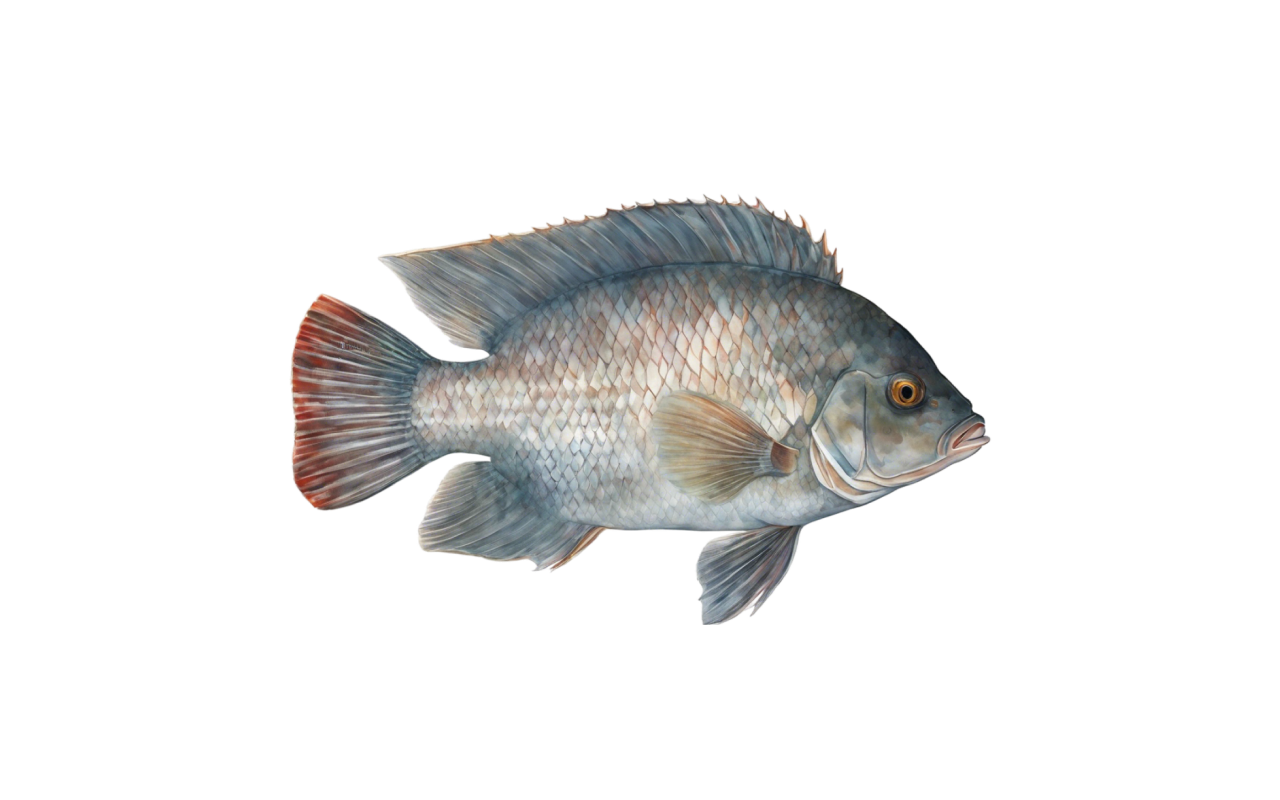 tilapia