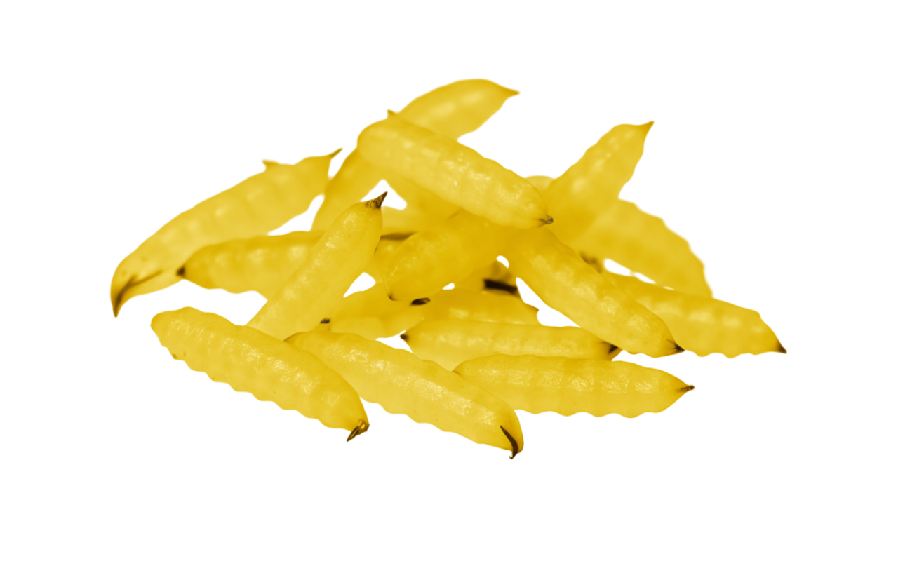 yellow maggots