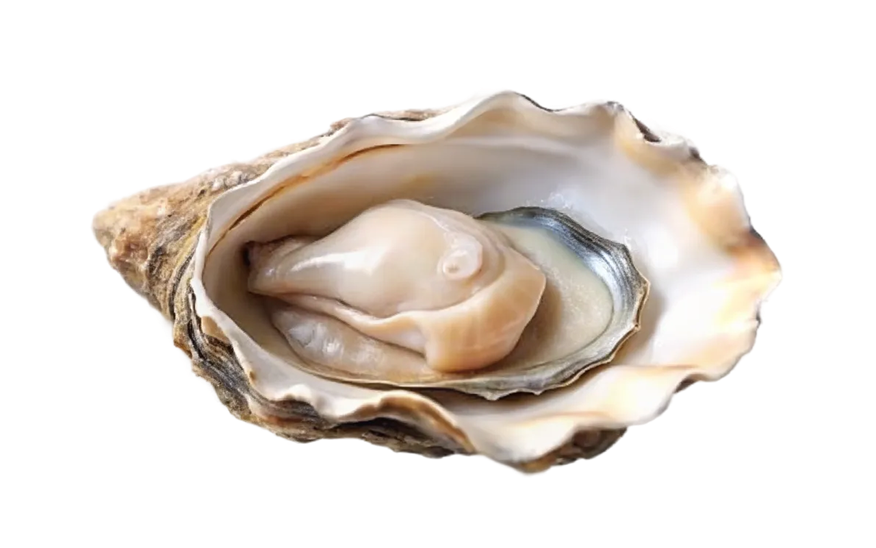 oysters