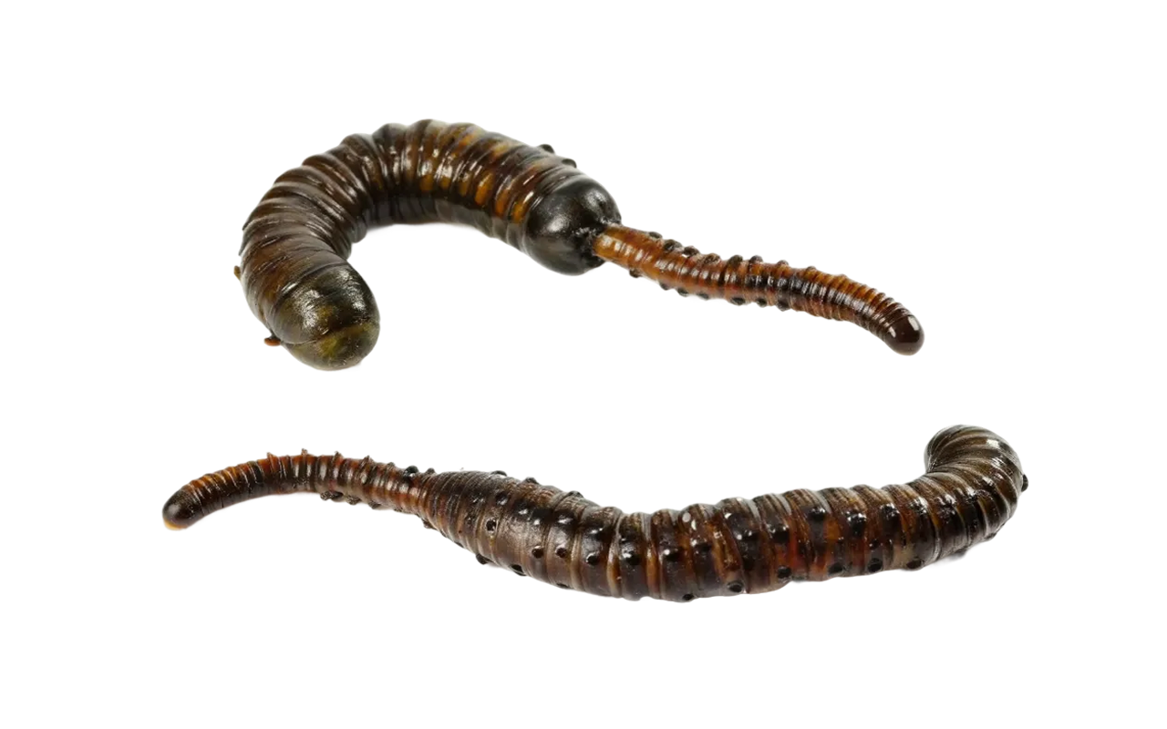 lugworms