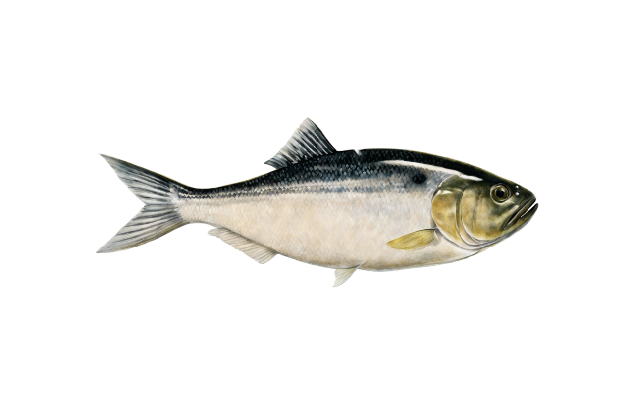 menhaden