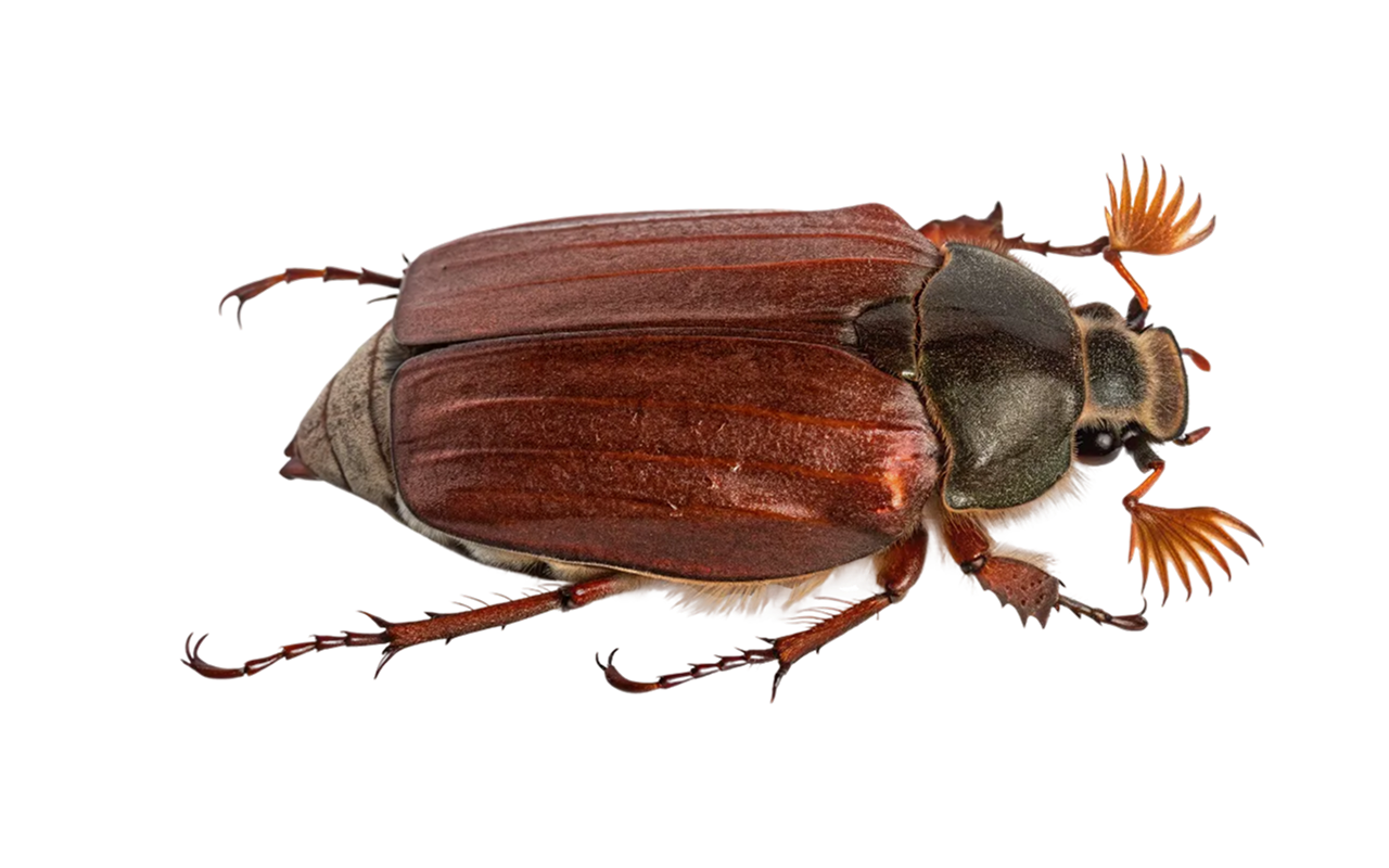 cockchafers