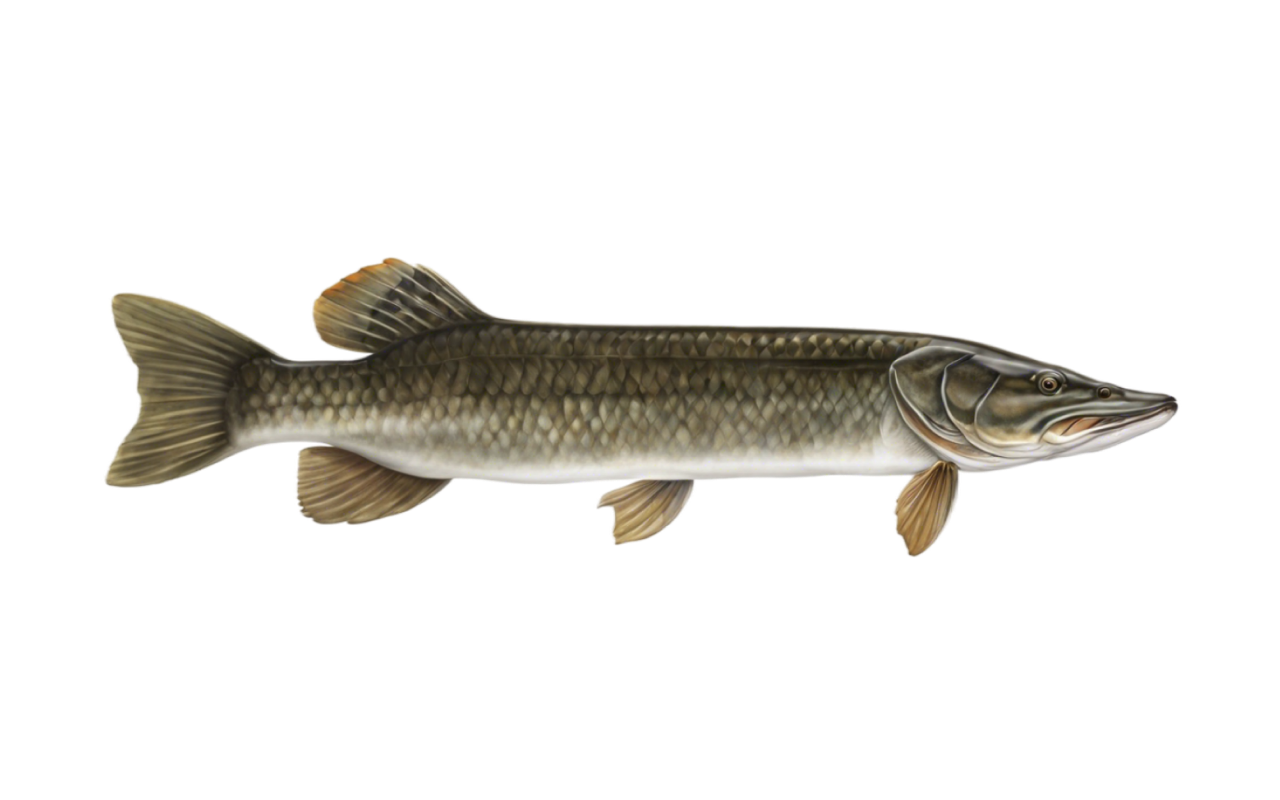 pike
