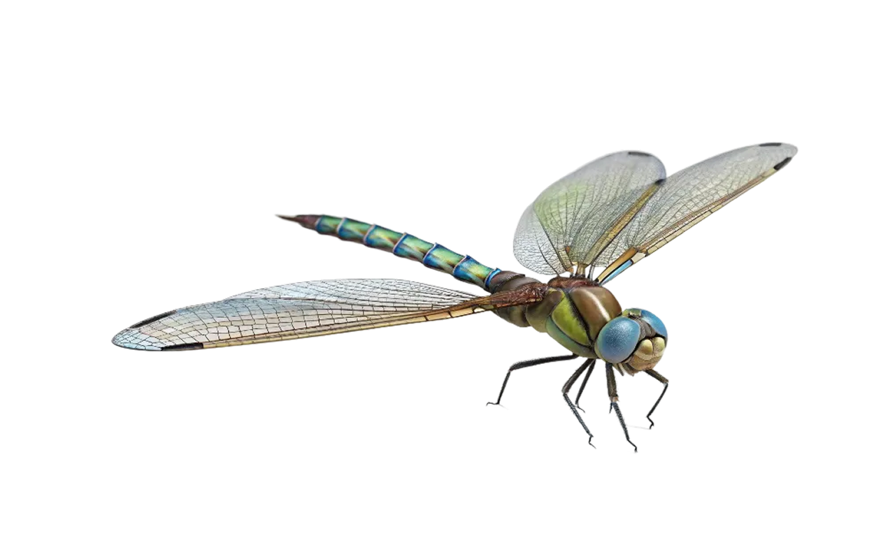 dragonflies