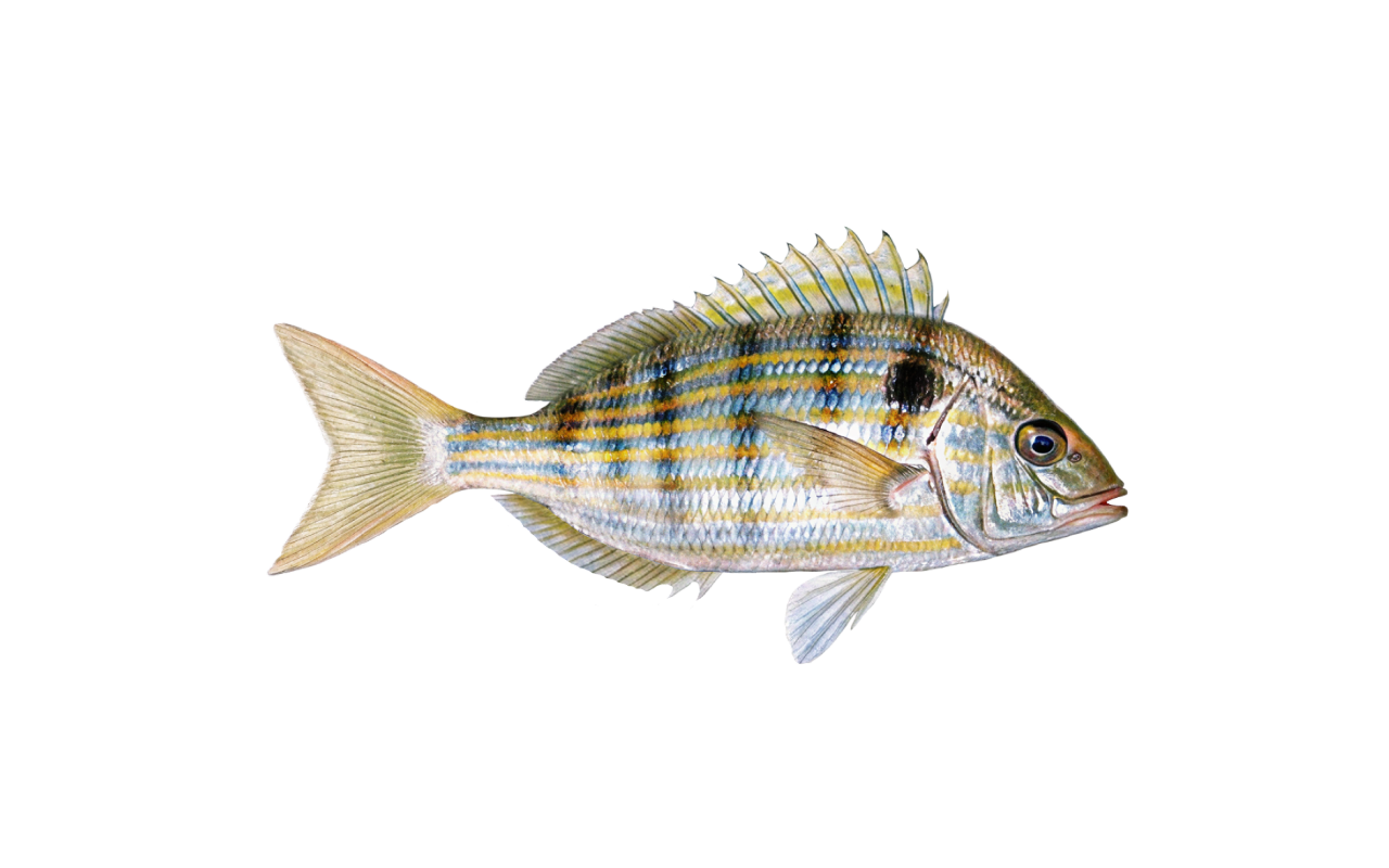 pinfish