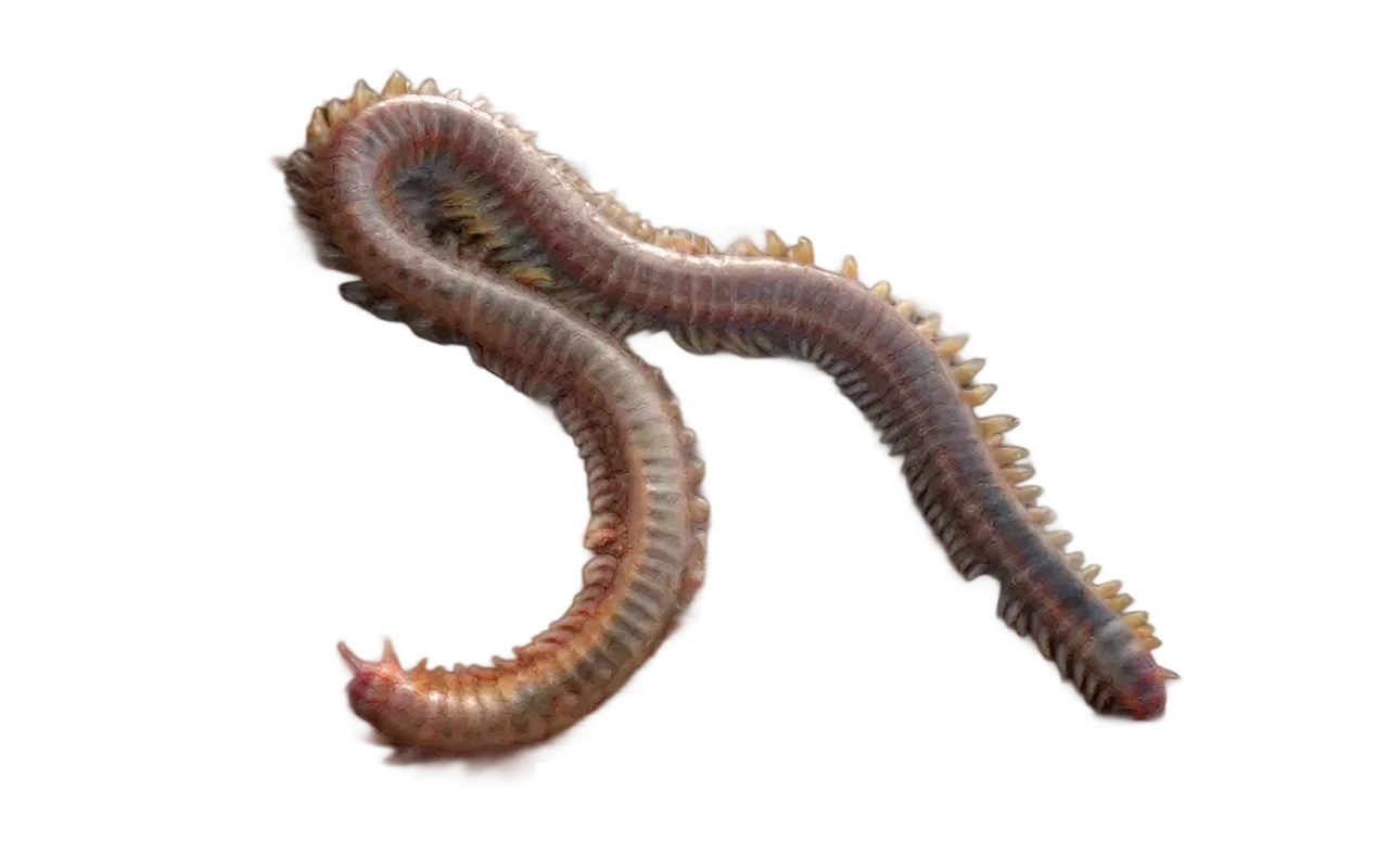 beach worms