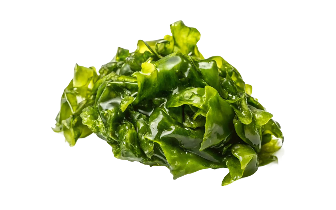 sea_lettuces