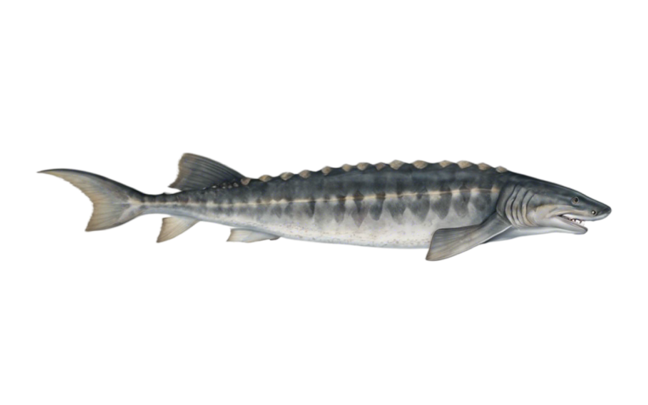 sturgeons