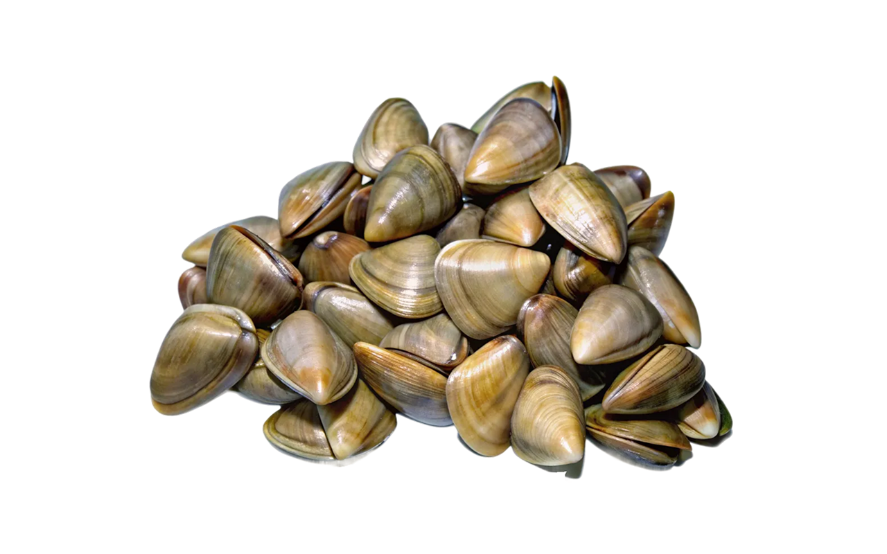 mollusks