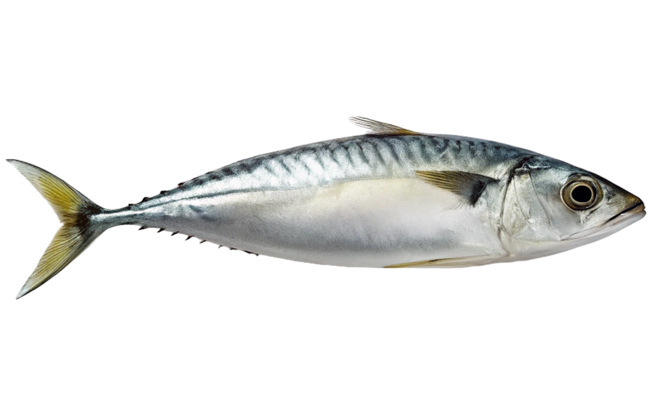 mackerels