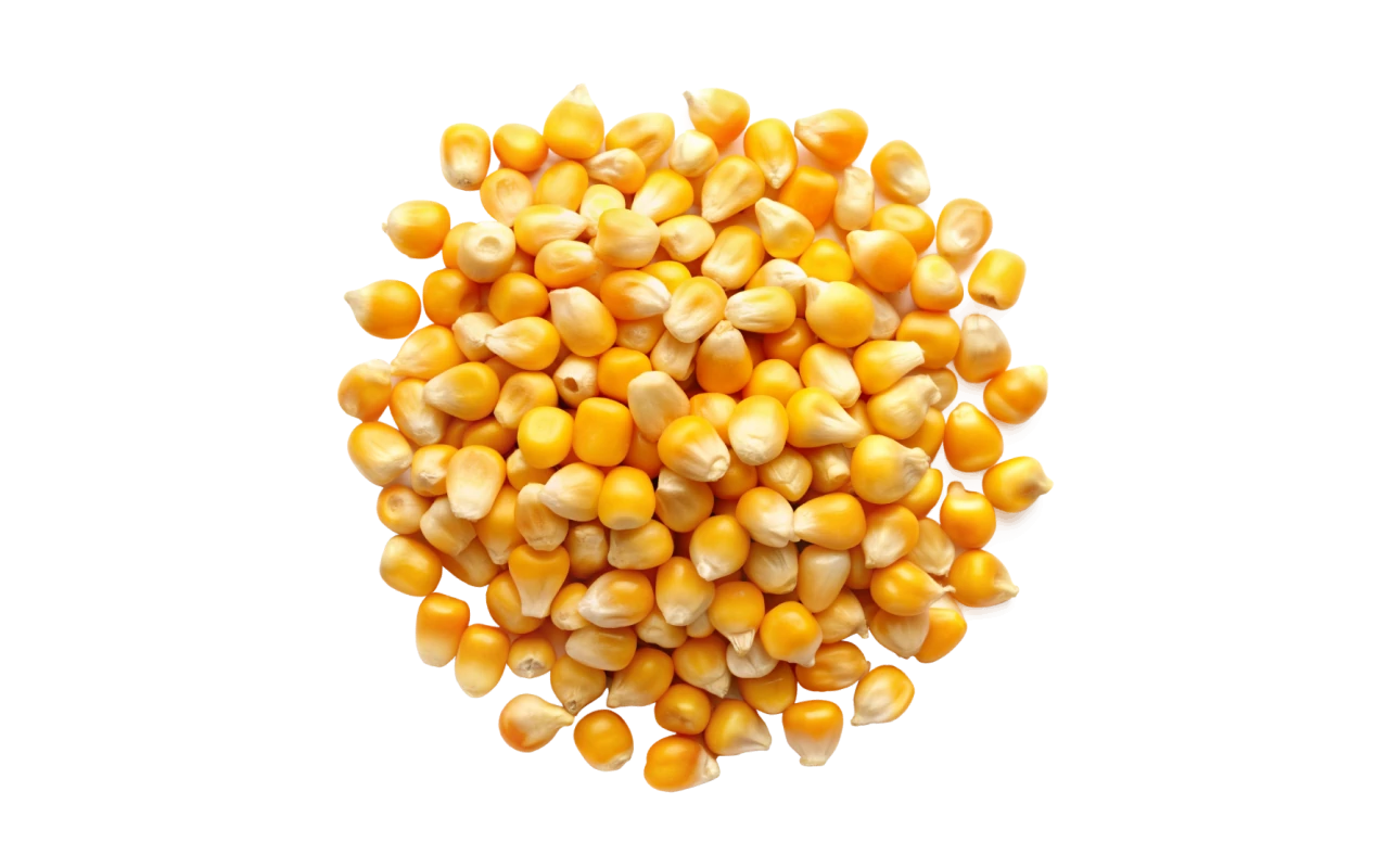 corns