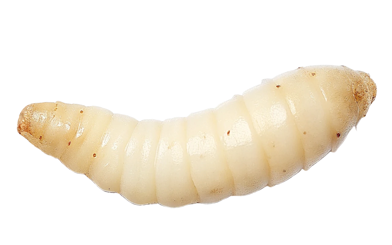 freshwater live baits