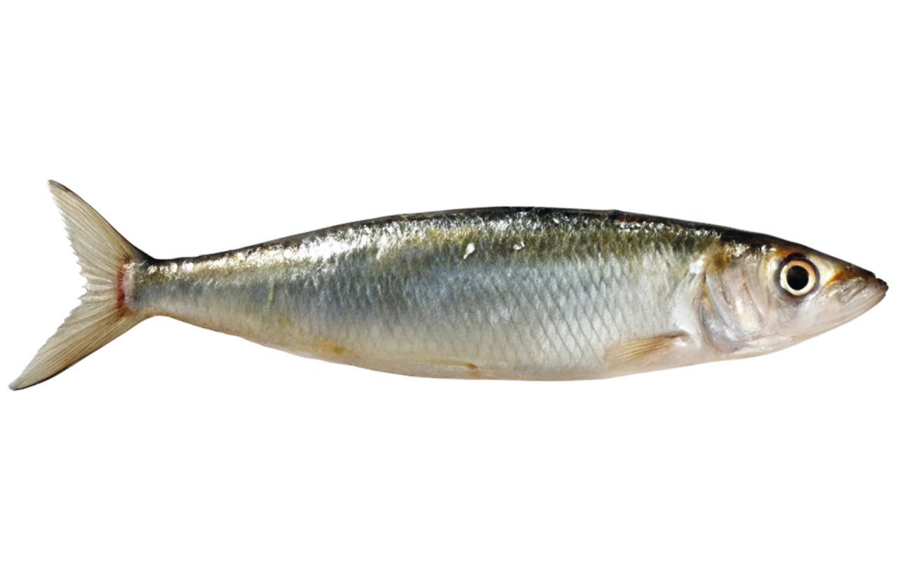 sardines