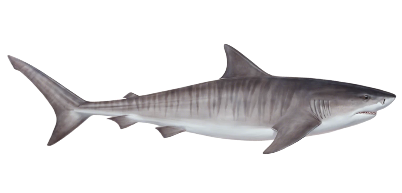 Tiger Shark