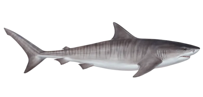 Tiger Shark