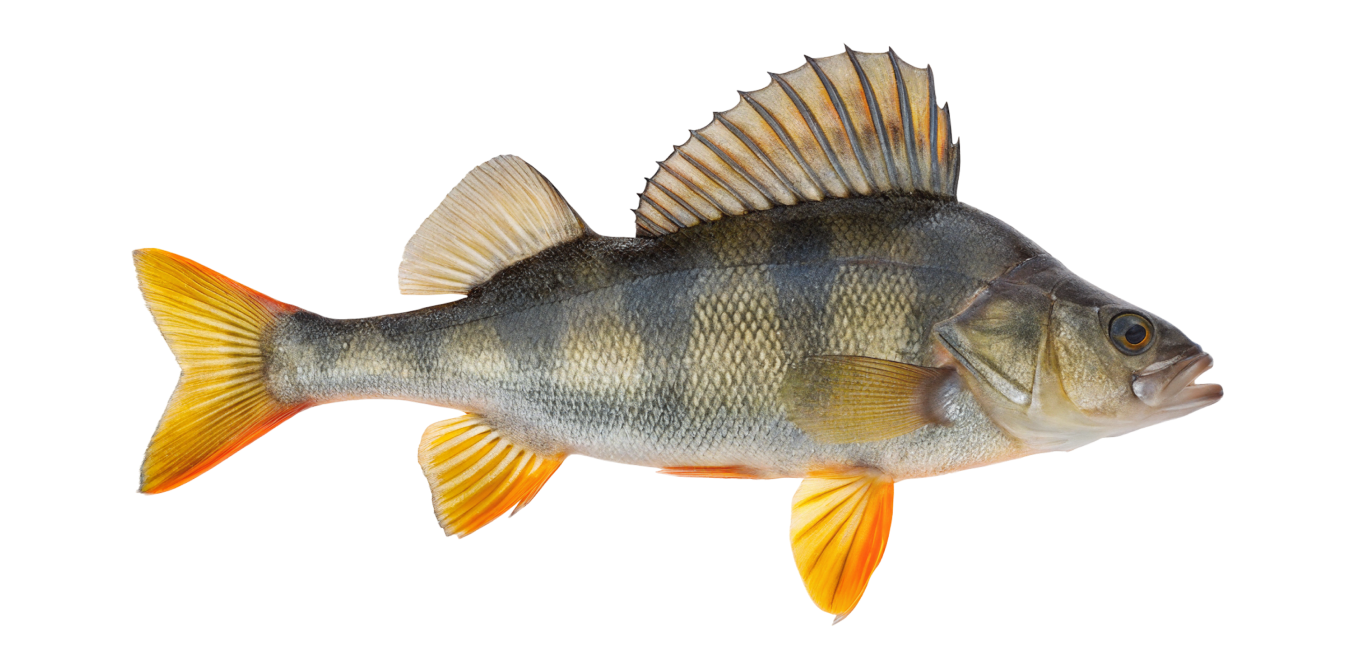 Eurasian perch