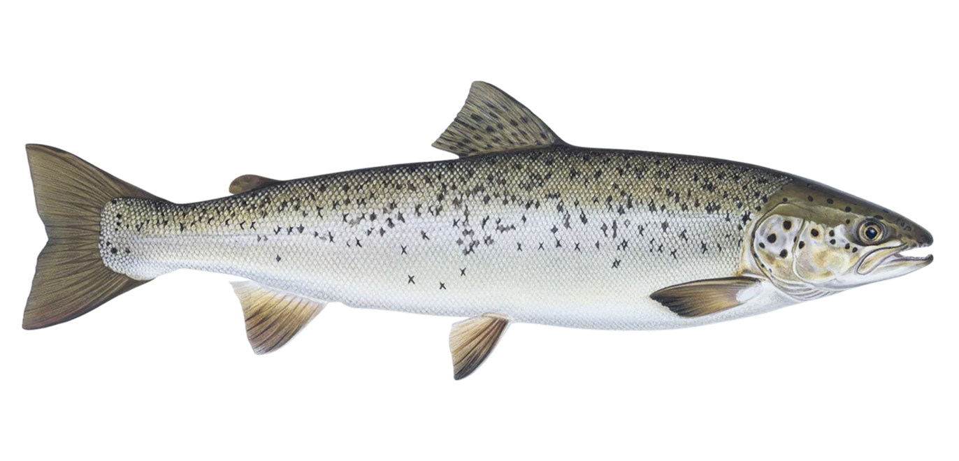 Landlocked atlantic salmon