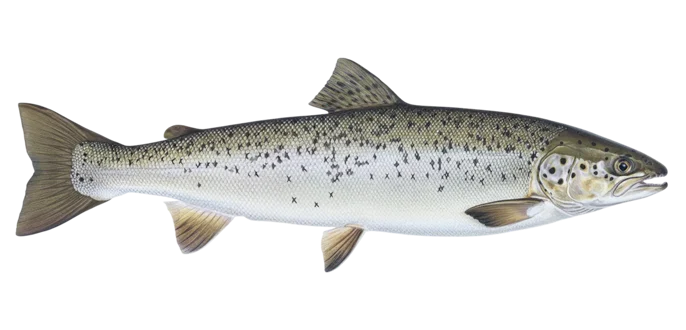 Landlocked atlantic salmon