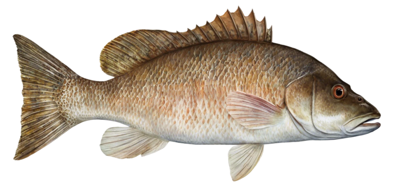 Mangrove Snapper