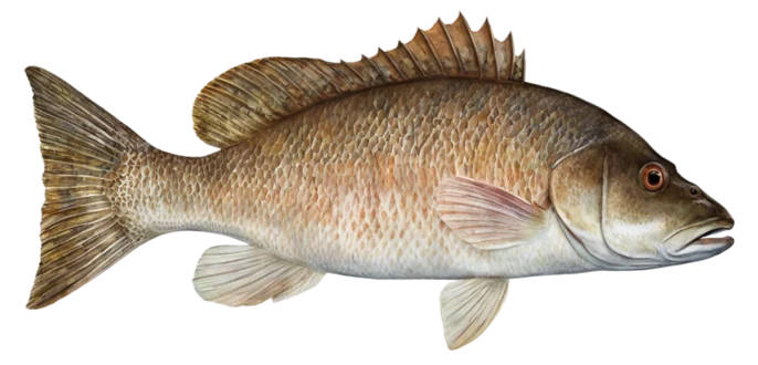 Mangrove Snapper