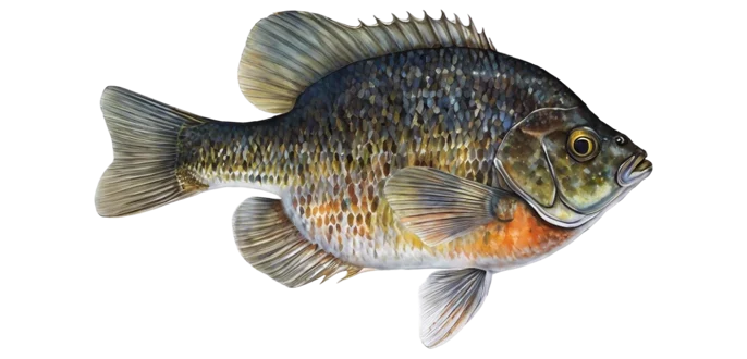 Bluegill