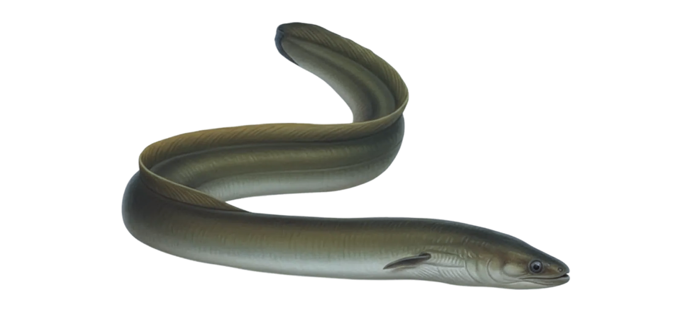 European eel
