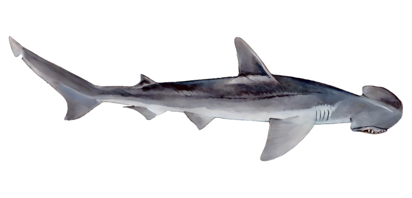Bonnethead Shark