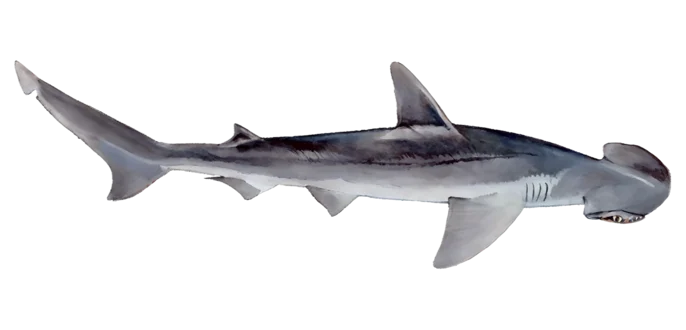Bonnethead Shark