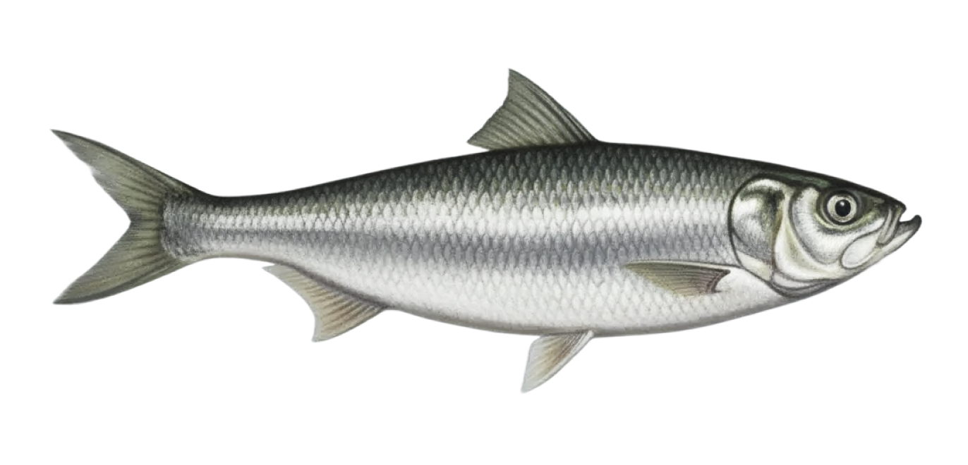 Skipjack herring