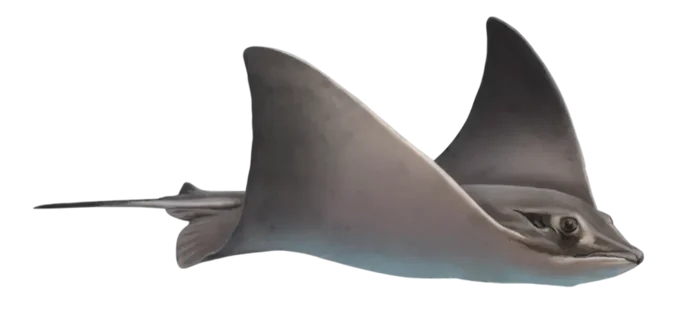 Bat eagle ray
