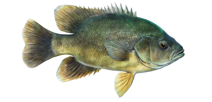 Green Sunfish