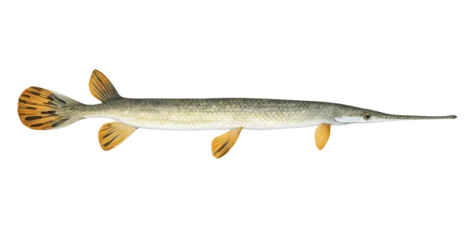 Longnose Gar