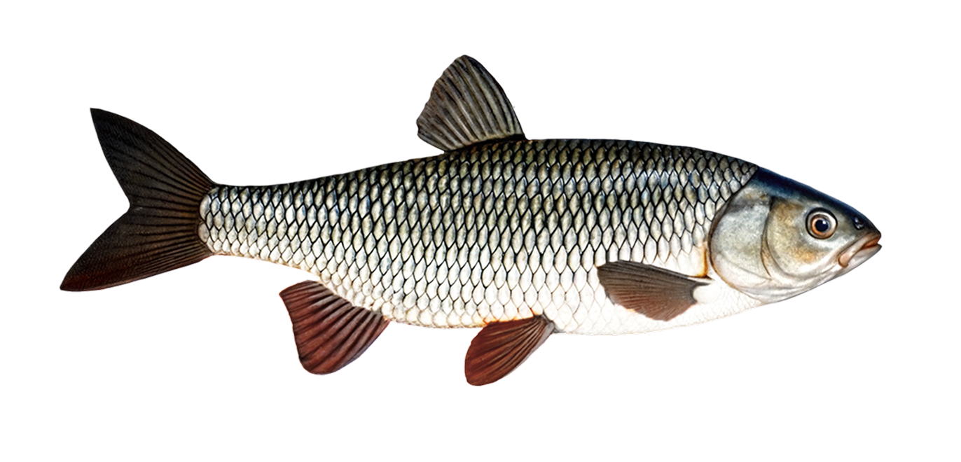 European chub