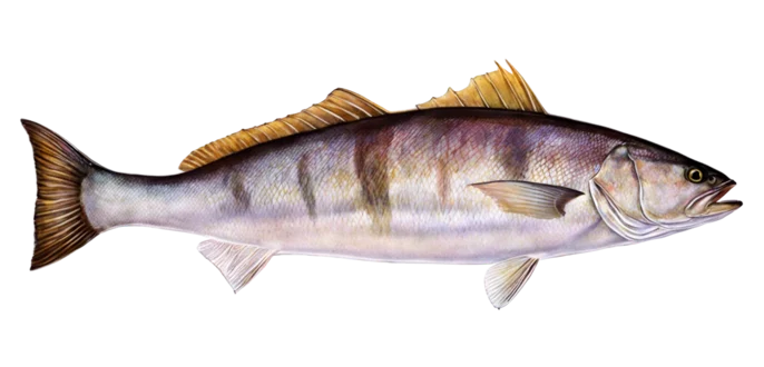 White Seabass