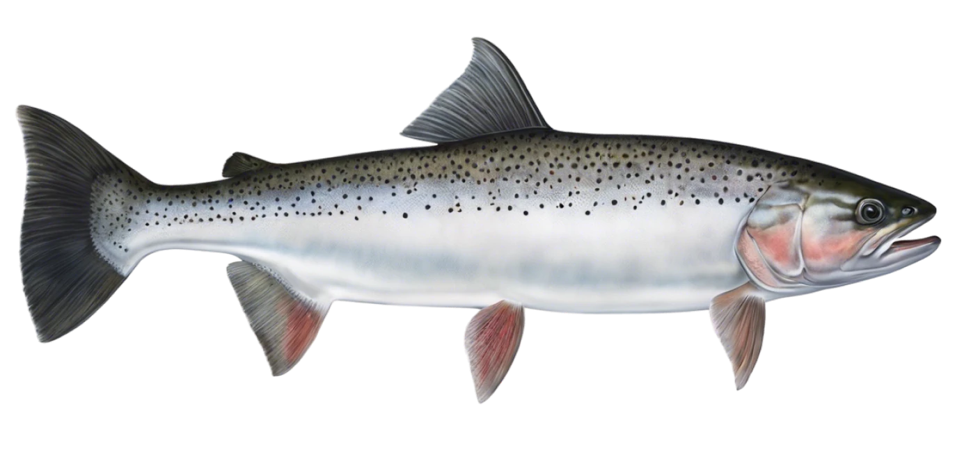 Steelhead