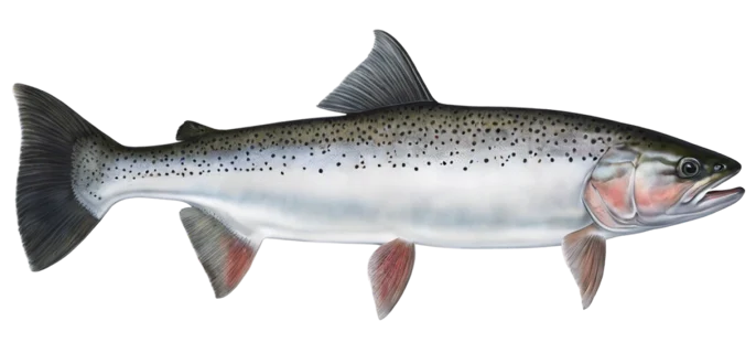 Steelhead