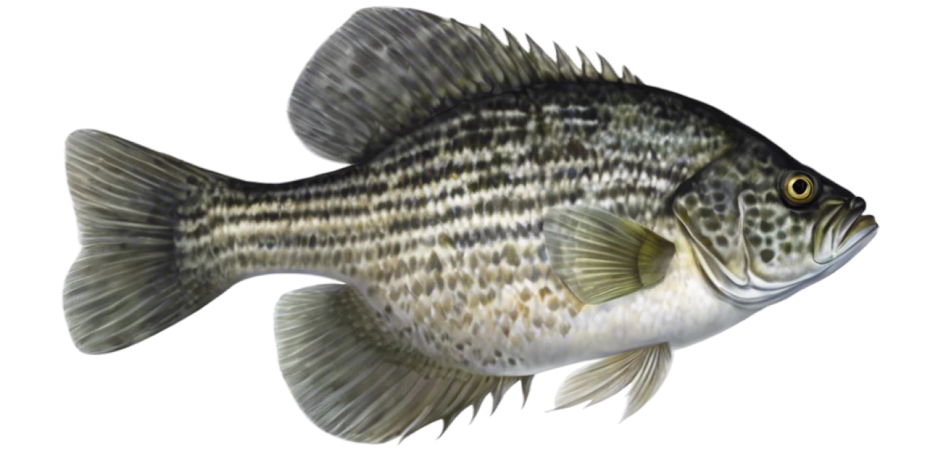 Black Crappie