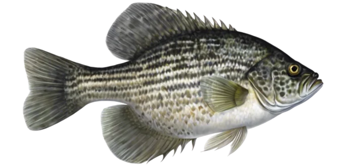 Black Crappie