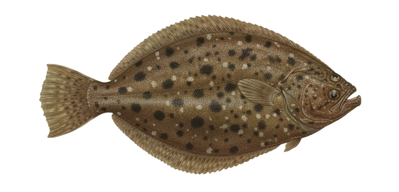 Southern flounder