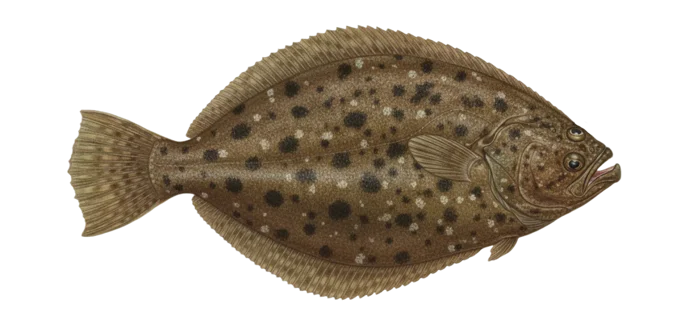 Southern flounder