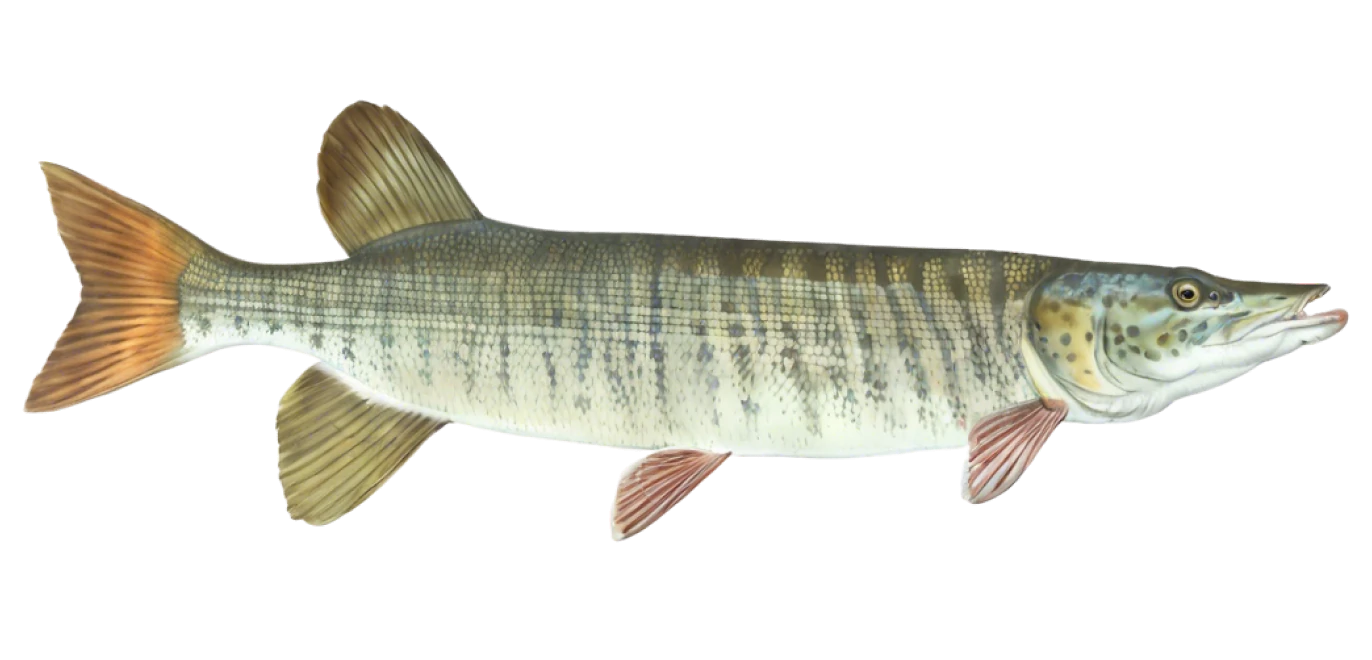 Tiger Muskellunge
