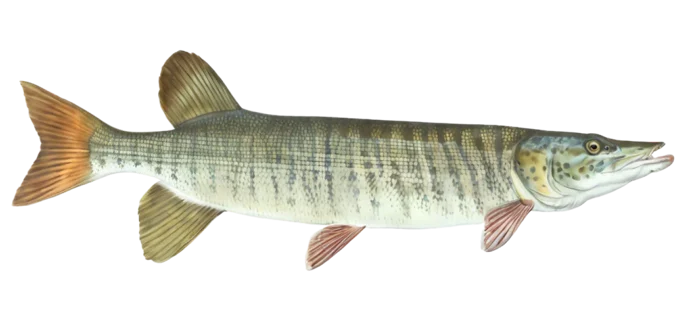 Tiger Muskellunge